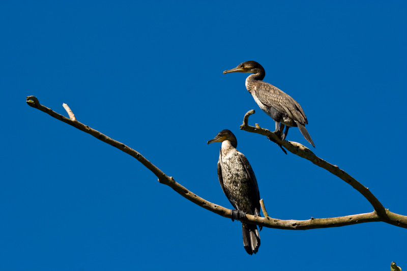 White-Breasted Cormorants On Branch